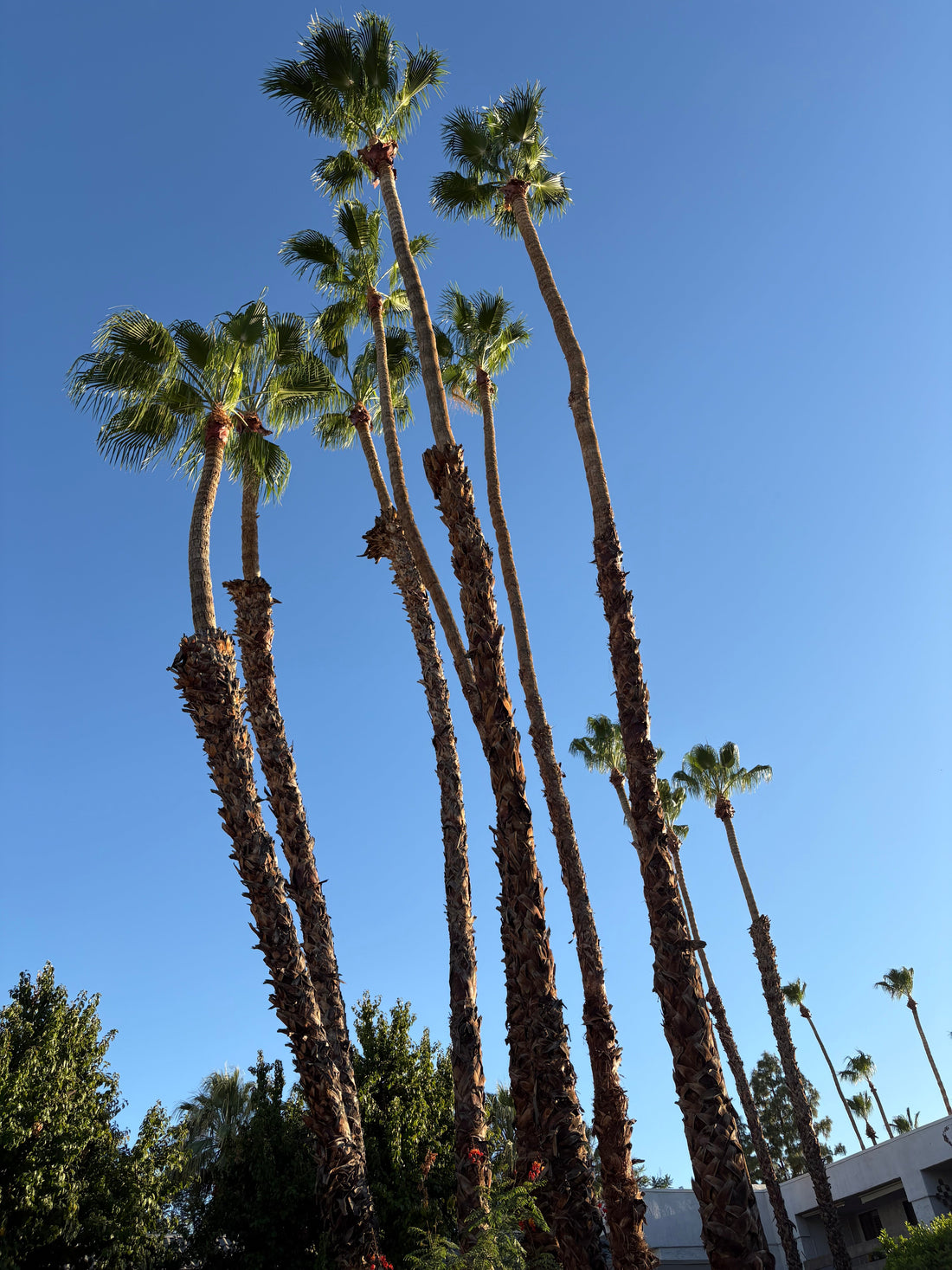 California Dreaming